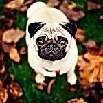 background-dog-pug-wallpaper-preview