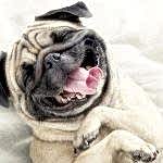 dog-pug-bulldog-animals-wallpaper-preview