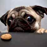 dog-pug-humor-animals-wallpaper-preview