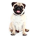 Pug