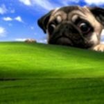 windows-xp-pug-dog-wallpaper-preview