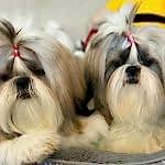 Didi & Dea